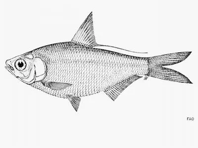 Strickland river gizzard shad (Nematalosa papuensis)