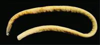Strickrott's hagfish (Eptatretus strickrotti)