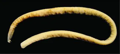 Strickrott's hagfish (Eptatretus strickrotti)