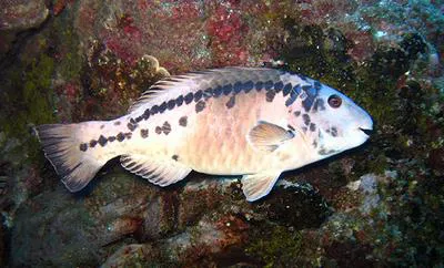 Strigate parrotfish (Sparisoma strigatum)