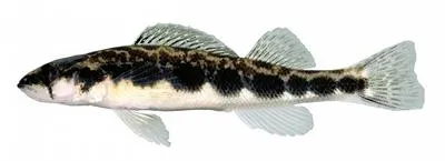Stripeback darter (Percina notogramma)
