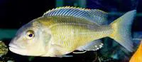 Stripeback hap (Buccochromis nototaenia)