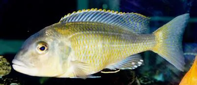 Stripeback hap (Buccochromis nototaenia)