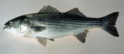 Striped bass (Morone saxatilis)