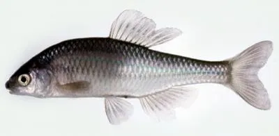 Striped bitterling (Acheilognathus cyanostigma)