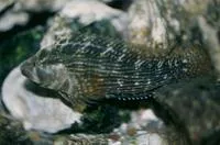 Striped blenny (Chasmodes bosquianus)