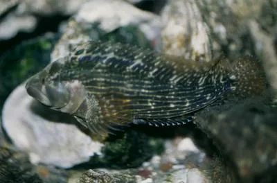 Striped blenny (Chasmodes bosquianus)