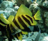 Striped boarfish (Evistias acutirostris)