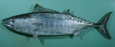 Striped bonito (Sarda orientalis)