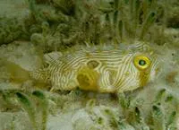 Striped burrfish (Chilomycterus schoepfii)