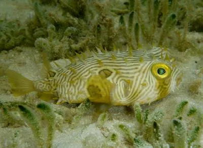 Striped burrfish (Chilomycterus schoepfii)
