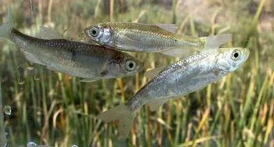 Striped bystranka (Alburnoides taeniatus)