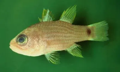Striped cardinalfish (Apogon robbyi)