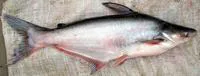Striped catfish (Pangasianodon hypophthalmus)