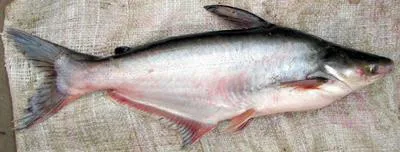 Striped catfish (Pangasianodon hypophthalmus)