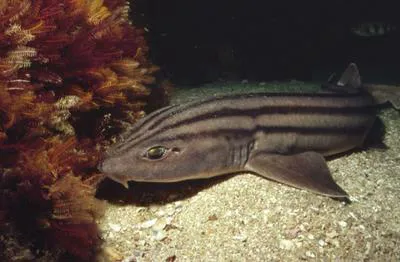 Striped catshark (Poroderma africanum)