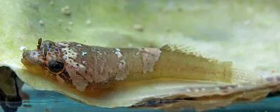 Striped clingfish (Trachelochismus melobesia)