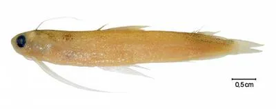Striped codlet (Bregmaceros cantori)