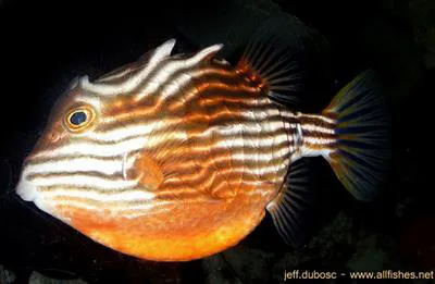 Striped cowfish (Aracana aurita)