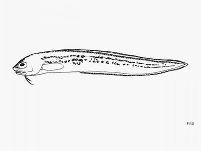 Striped cusk eel (Ophidion galeoides)