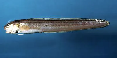 Striped cusk-eel (Ophidion marginatum)