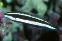 Striped dottyback (Pseudochromis sankeyi)