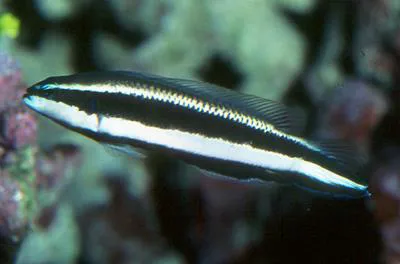 Striped dottyback (Pseudochromis sankeyi)