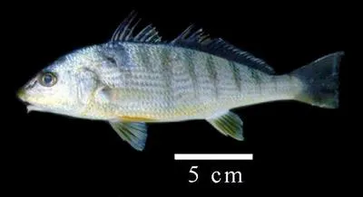 Striped drum (Umbrina broussonnetii)