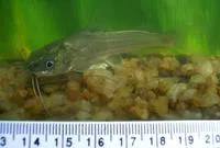 Striped dwarf catfish (Mystus vittatus)