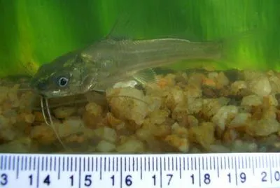 Striped dwarf catfish (Mystus vittatus)