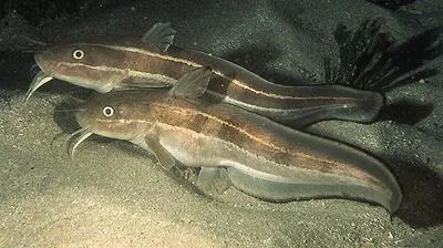 Striped eel catfish (Plotosus lineatus)