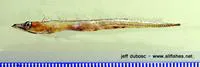 Striped escolar (Diplospinus multistriatus)