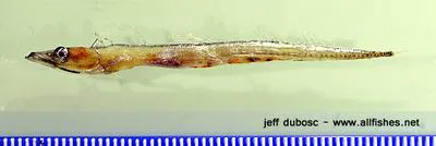 Striped escolar (Diplospinus multistriatus)