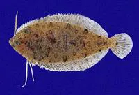 Striped-fin flounder (Perissias taeniopterus)