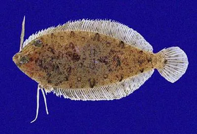 Striped-fin flounder (Perissias taeniopterus)
