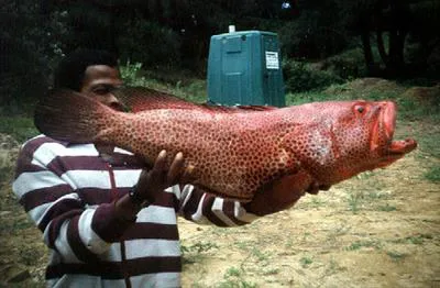 Striped-fin grouper (Epinephelus posteli)