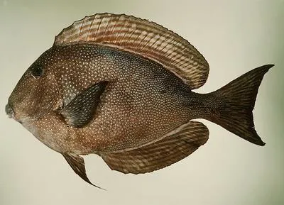 Striped-fin surgeonfish (Ctenochaetus marginatus)