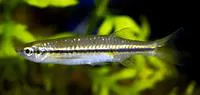Striped flying barb (Esomus lineatus)