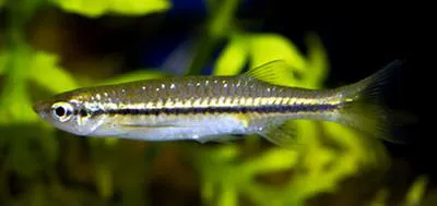Striped flying barb (Esomus lineatus)