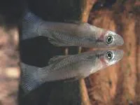 Striped gambusia (Gambusia melapleura)