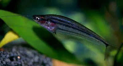 Striped glass catfish (Kryptopterus macrocephalus)