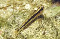 Striped goby (Gobius vittatus)