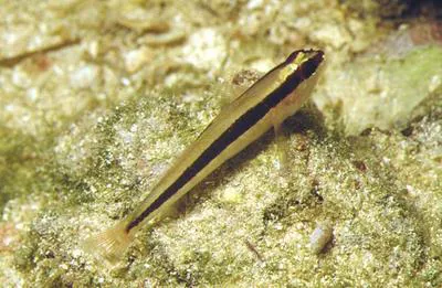 Striped goby (Gobius vittatus)