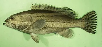 Striped grouper (Epinephelus latifasciatus)