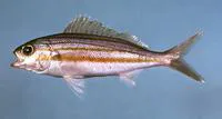 Striped grunt (Haemulon striatum)