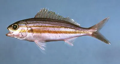 Striped grunt (Haemulon striatum)