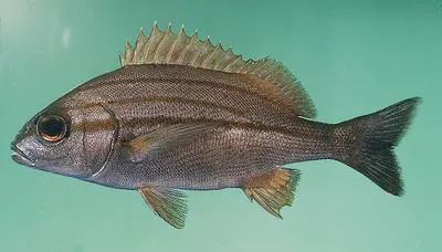Striped grunter (Pomadasys striatus)