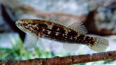 Striped gudgeon (Gobiomorphus australis)