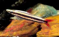Striped headstander (Anostomus anostomus)