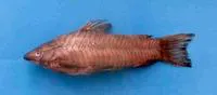 Striped hoplo (Hoplosternum magdalenae)